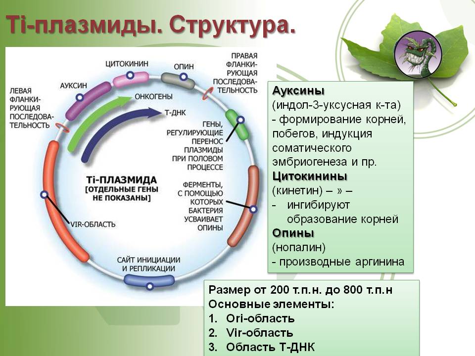 Кракен сс